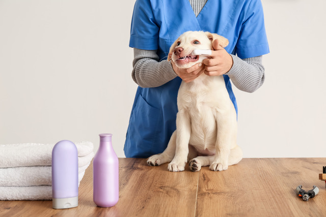 Veterinarian brushing teeth of Labrador puppy in clinic