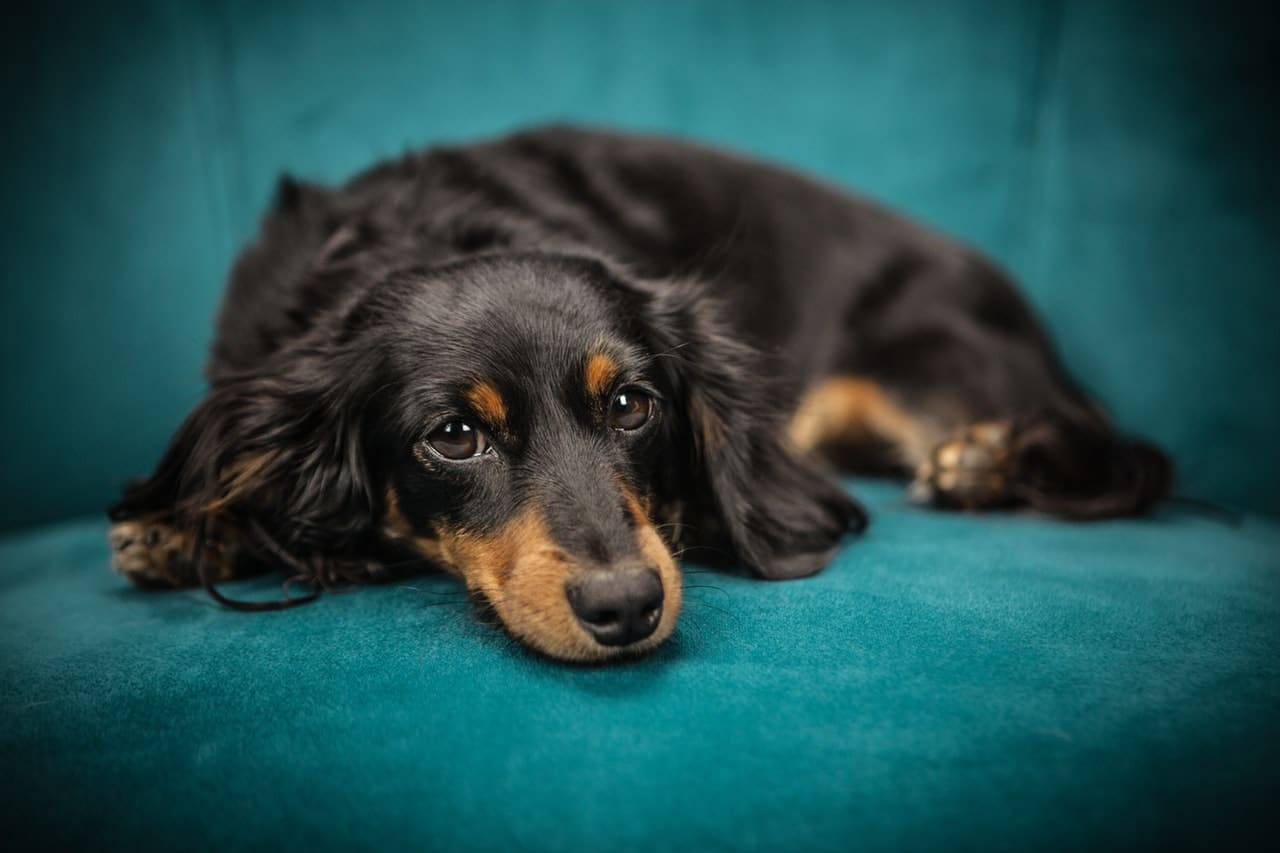 Cute Dachshund Pet