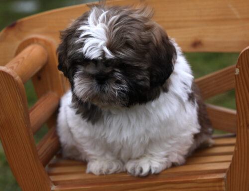 Shih Tzu Pros And Cons: Should You Get One?