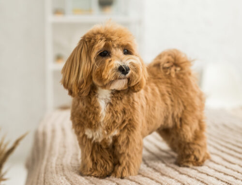 Important Cavapoo Dog Breed Characteristics