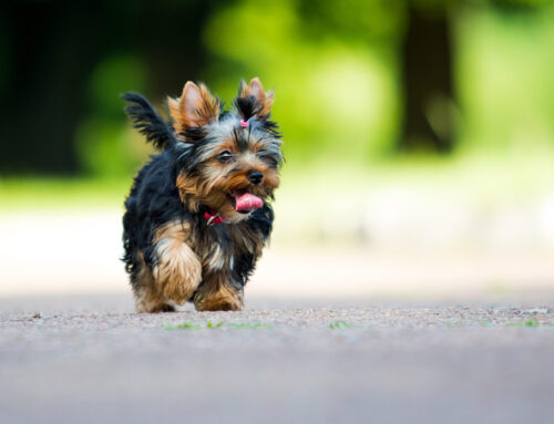 Discover 8 Reasons Why Yorkies Are Good Dogs