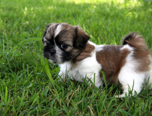 The Popularity Of The Shih Tzu Dog Breed