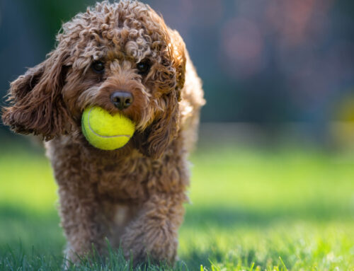 Cavapoo Pros And Cons: Is This The Right Dog For You?