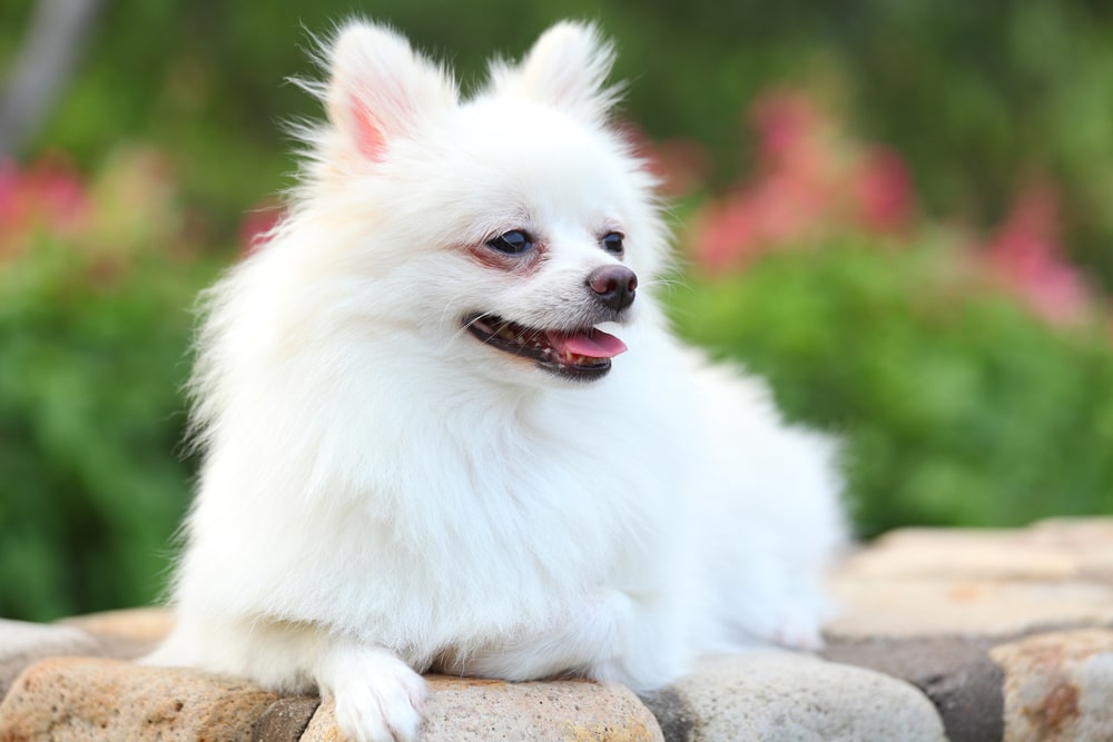 Pomeranian Puppy