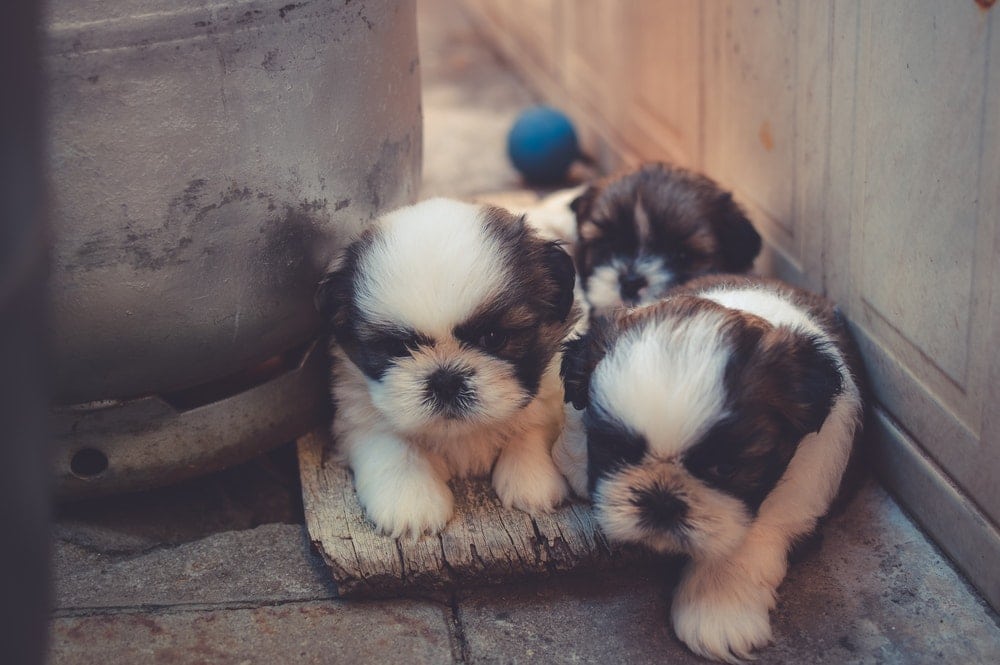 Yorkie Puppies Having Fun