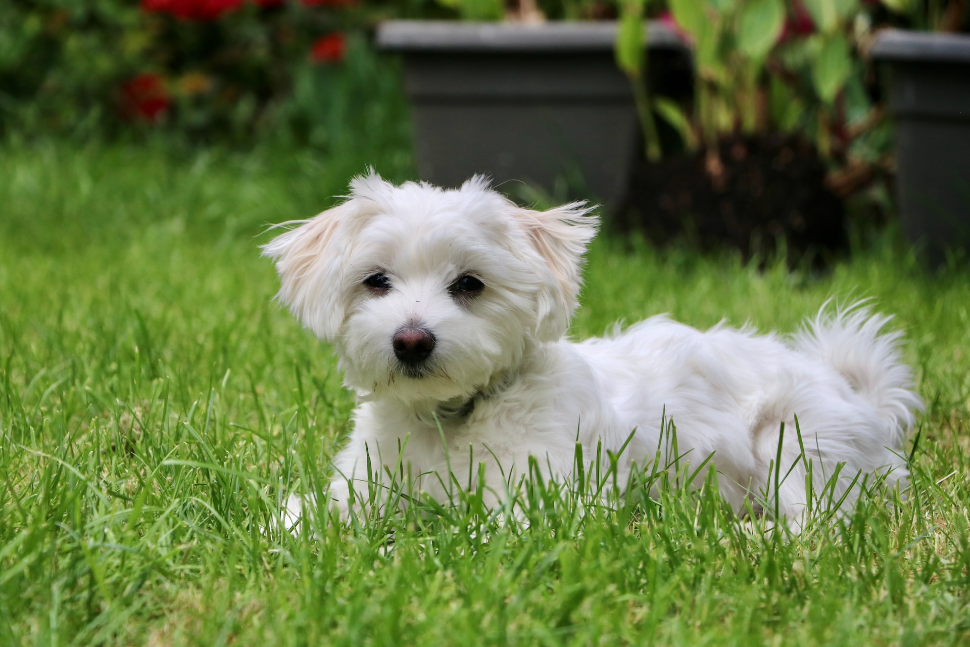 The Marvelous Maltese