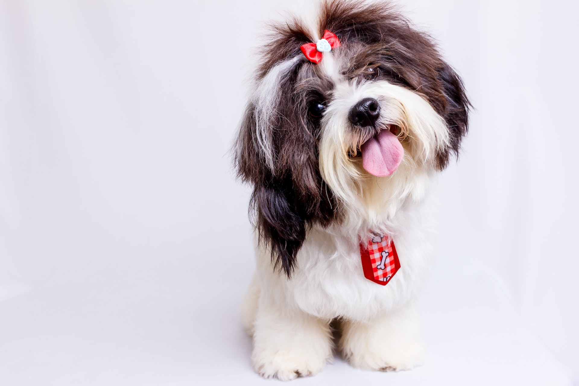 The Royal Shih Tzu