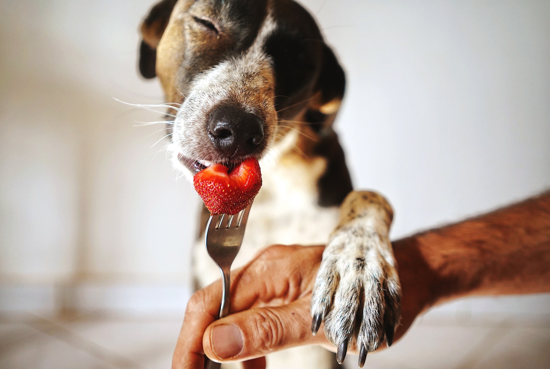 Dog-Safe Snacks and Foods to Avoid