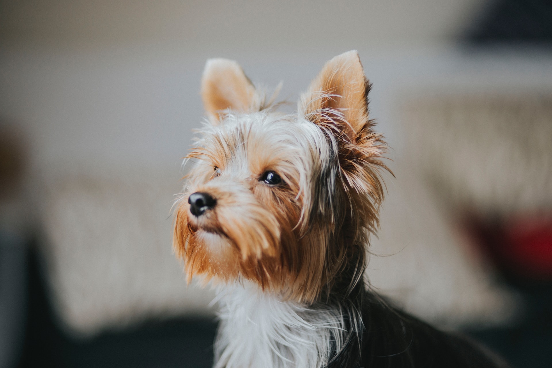 Tiny But Mighty: The Yorkie Dog Breed