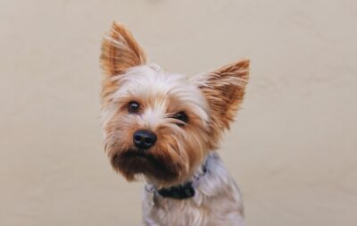 Yorkie Close Up