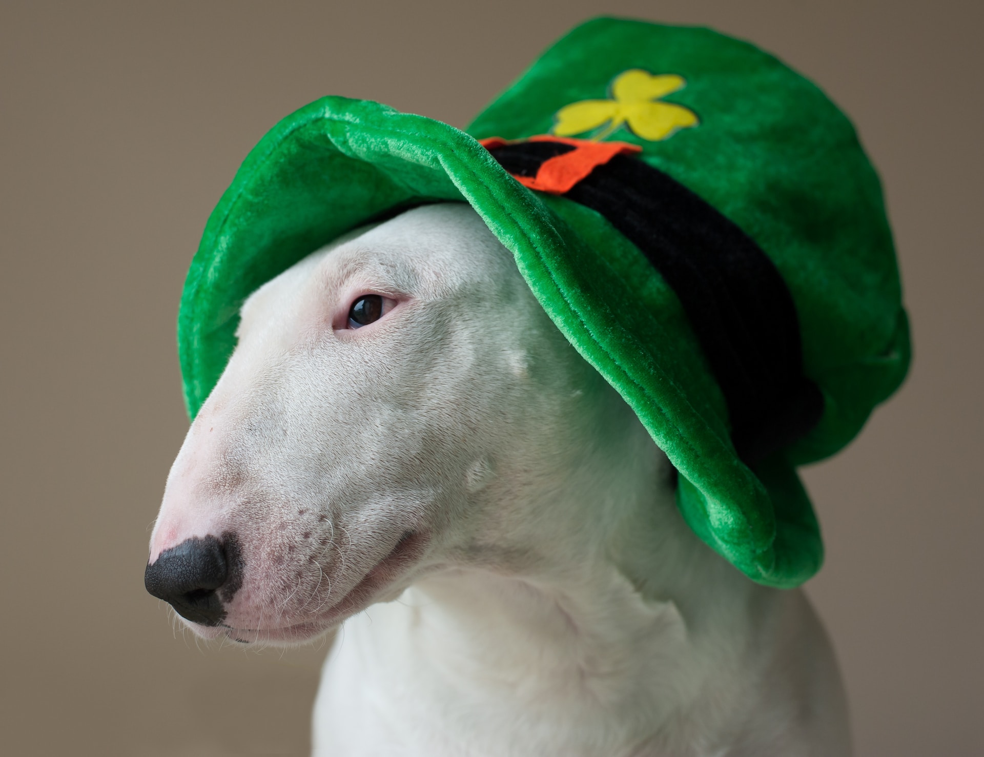 How to Celebrate St. Patrick's Day with Your Dog