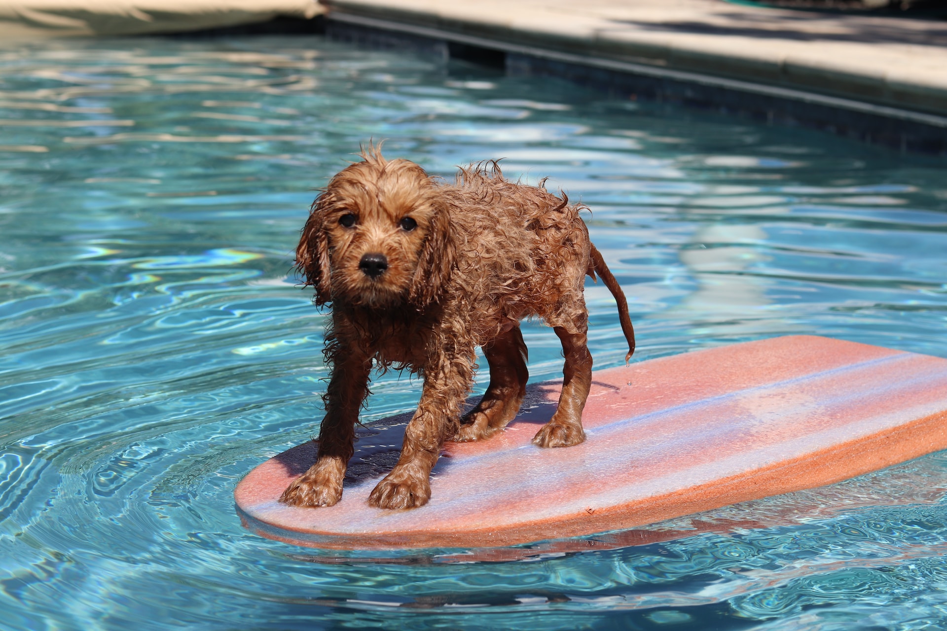 Summer Fun: Puppy Edition