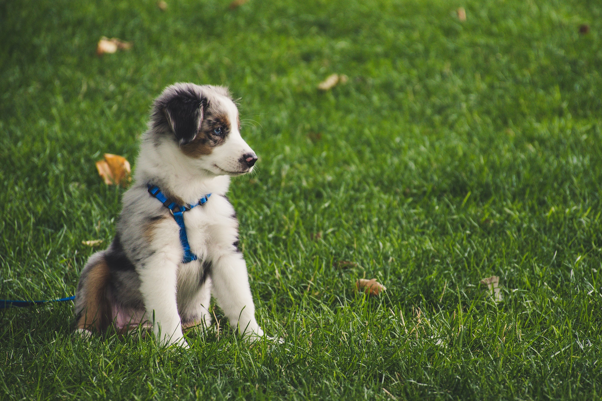 How to Create A Routine For Your Puppy