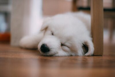 Dog Sleeping on the Floor 